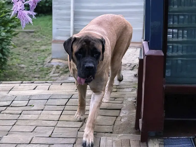 Zena: DOB 9/22 -180 lbs
