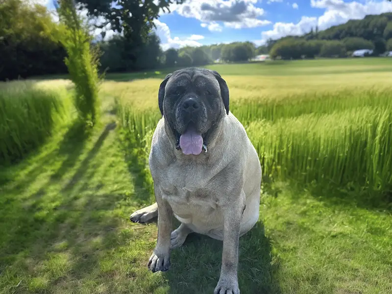 Zoey: DOB 10/18 - 235lbs