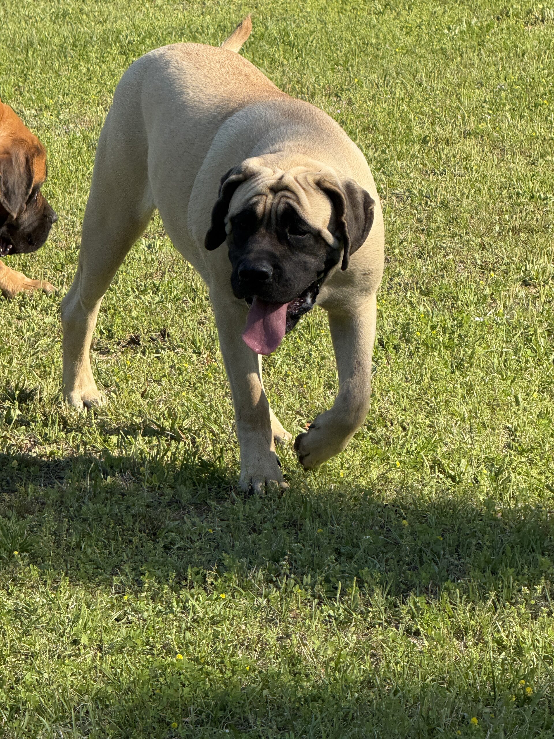 Bella: DOB 5/24 150lbs