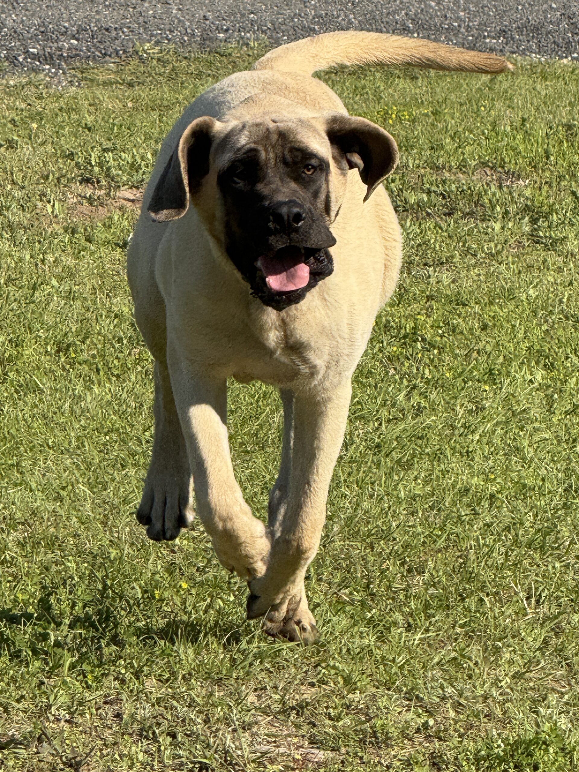 Turbo: DOB 7/24 165lbs