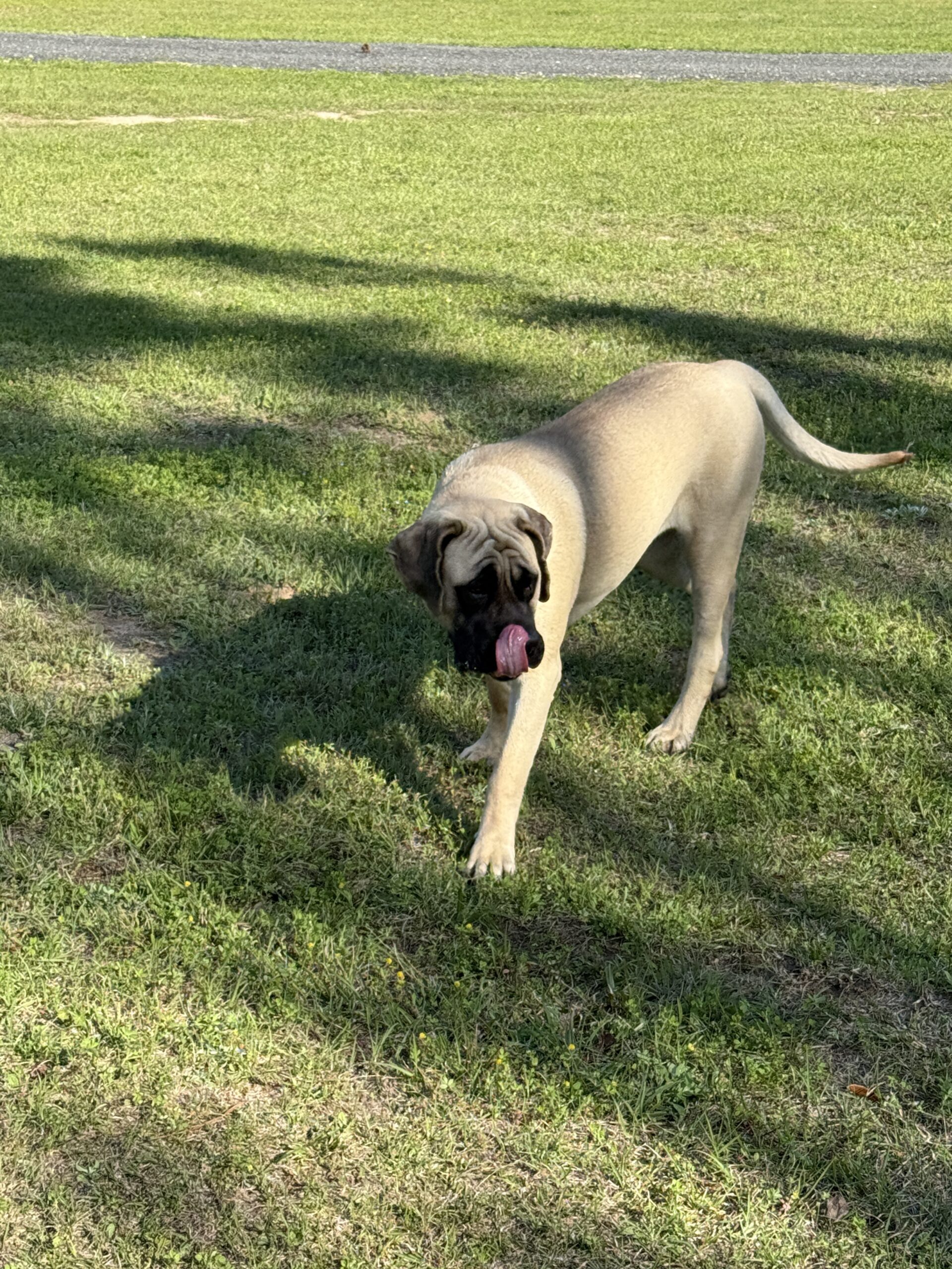 Piper: DOB 8/24 145lbs