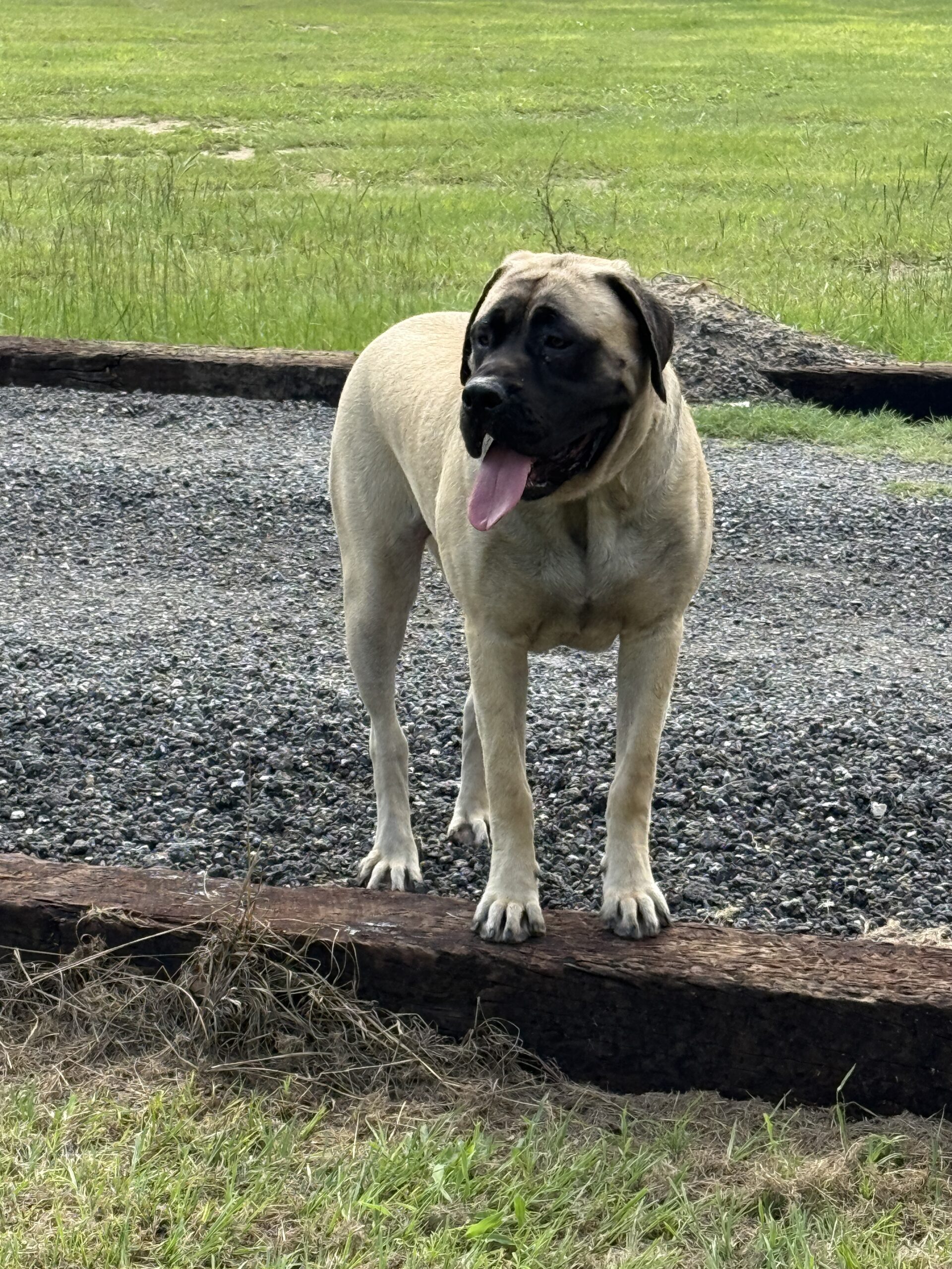 Piper: DOB 8/24 145lbs