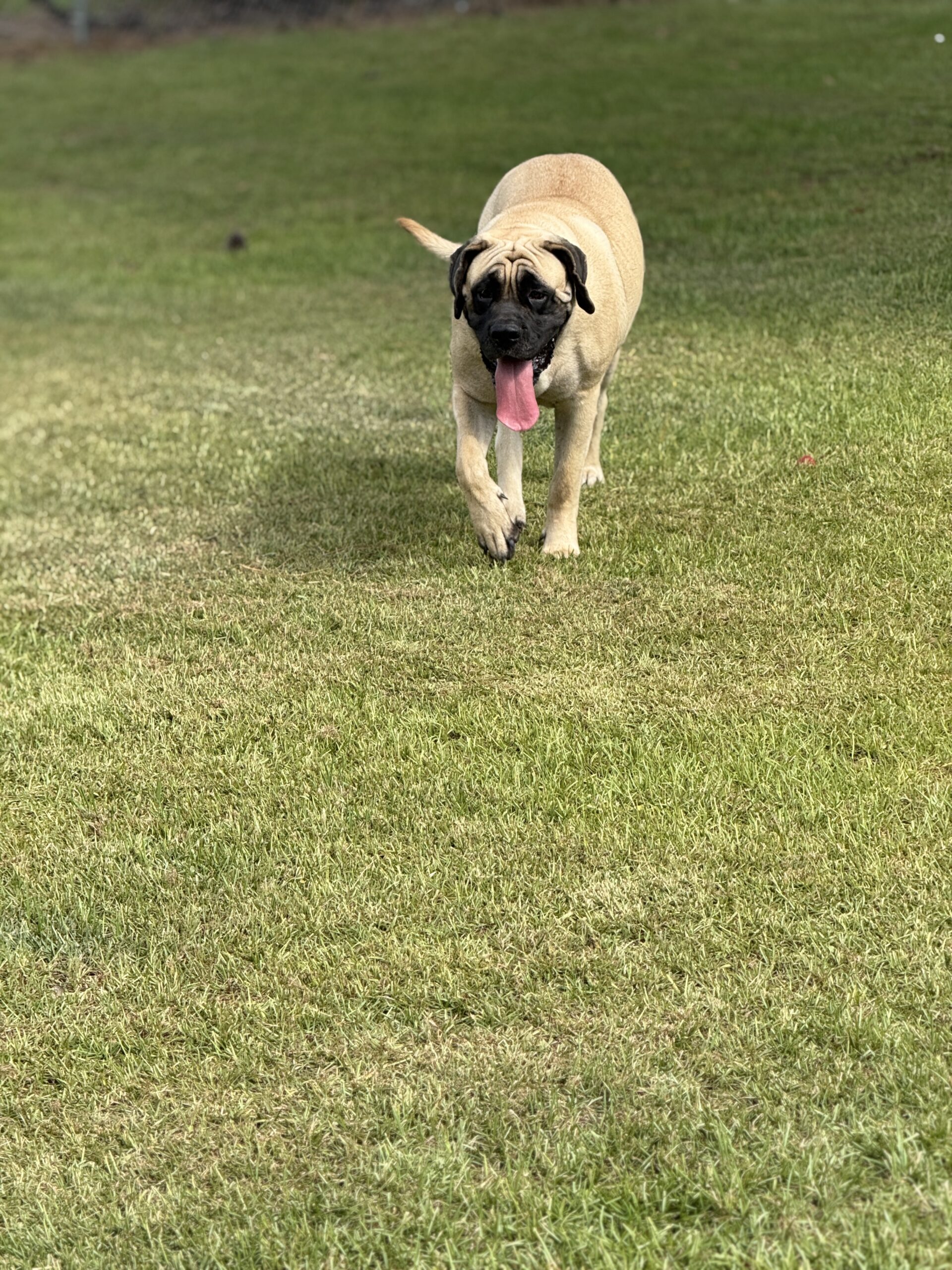 Bella: DOB 5/24 150lbs