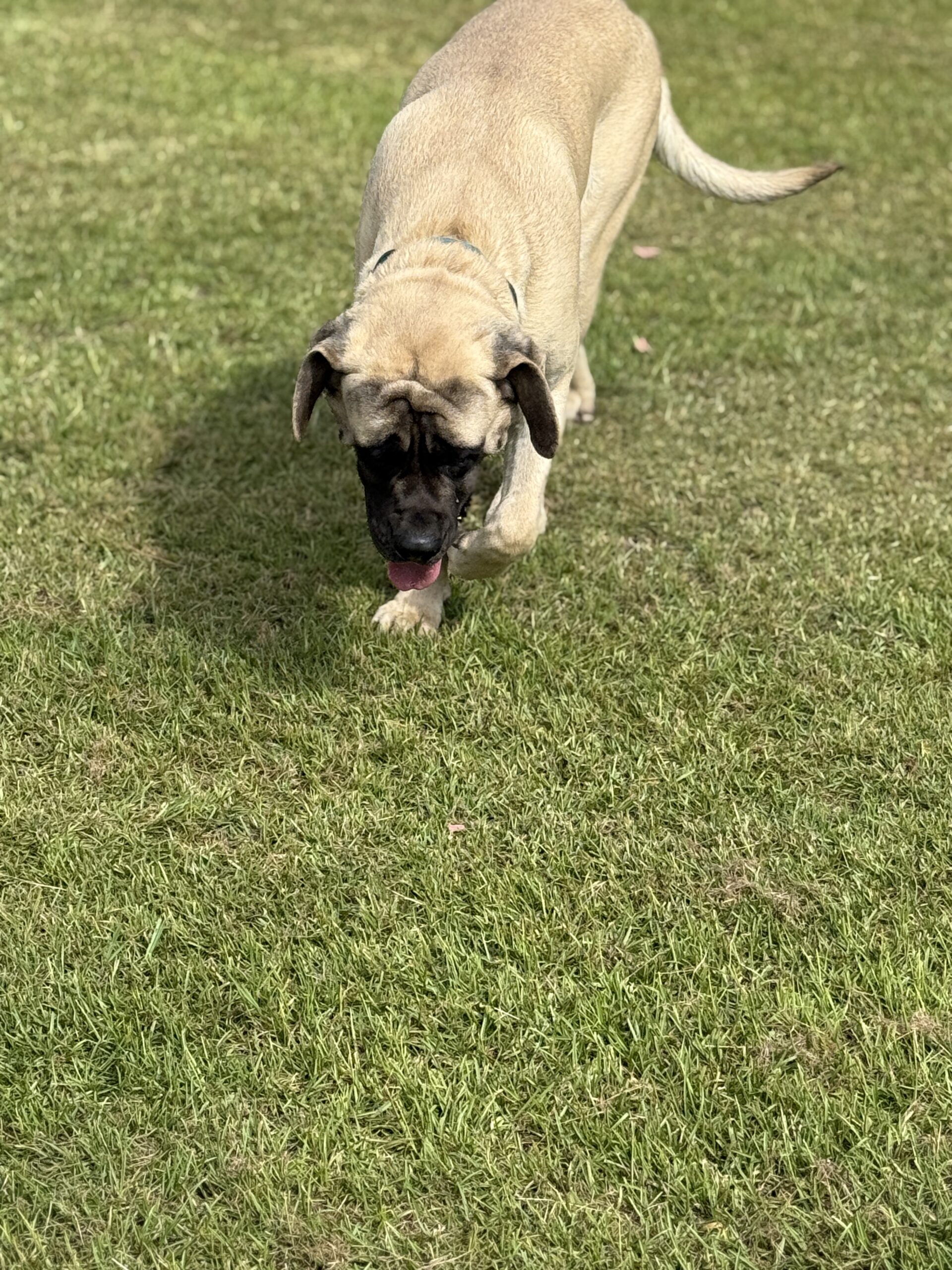 Turbo: DOB 7/24 165lbs