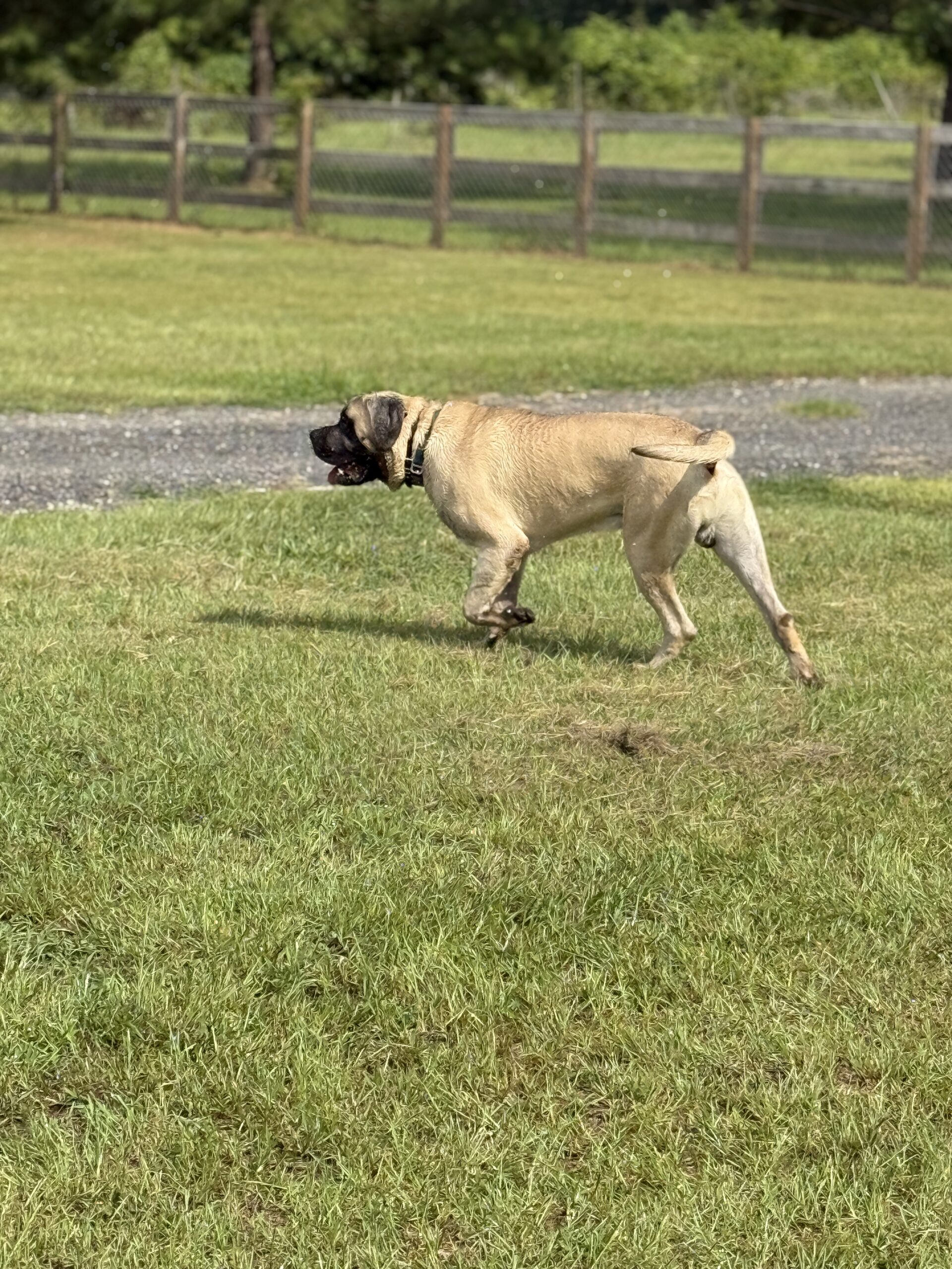 Turbo: DOB 7/24 165lbs