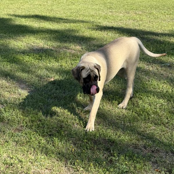 Piper: DOB 8/24 145lbs