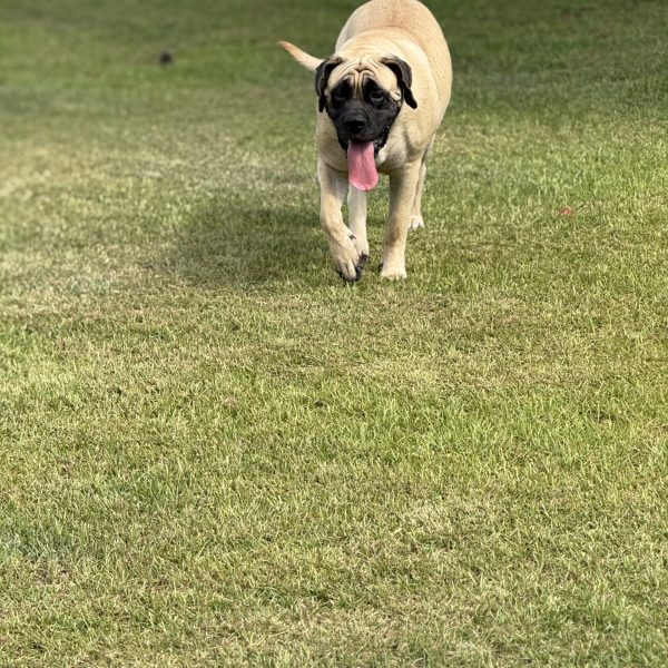 Bella: DOB 5/24 150lbs