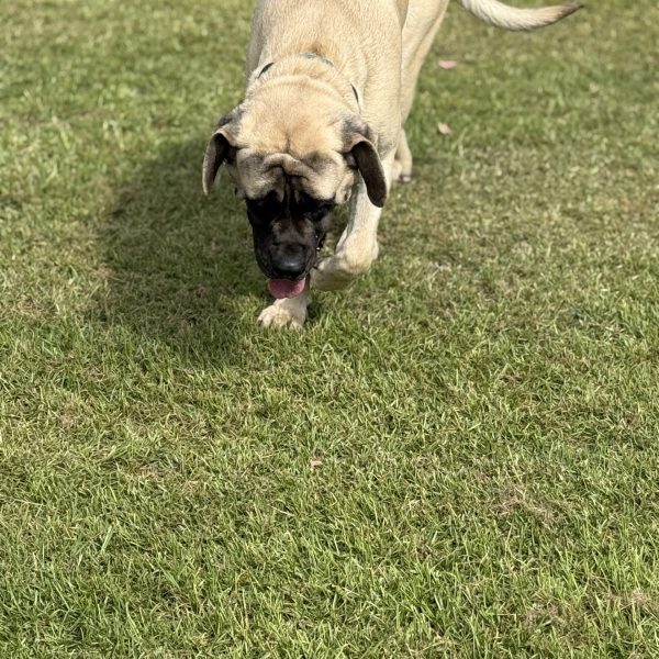 Turbo: DOB 7/24 165lbs