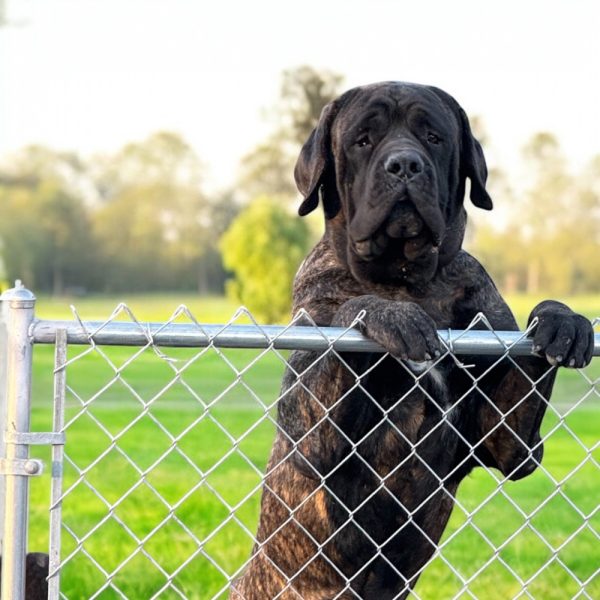 Photoroom_20251218_162753