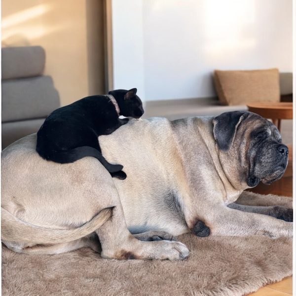 Photoroom_20251218_172918