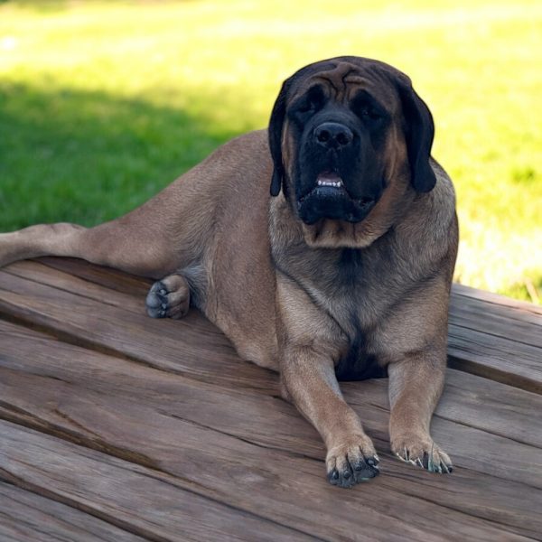 Photoroom_20251218_173505