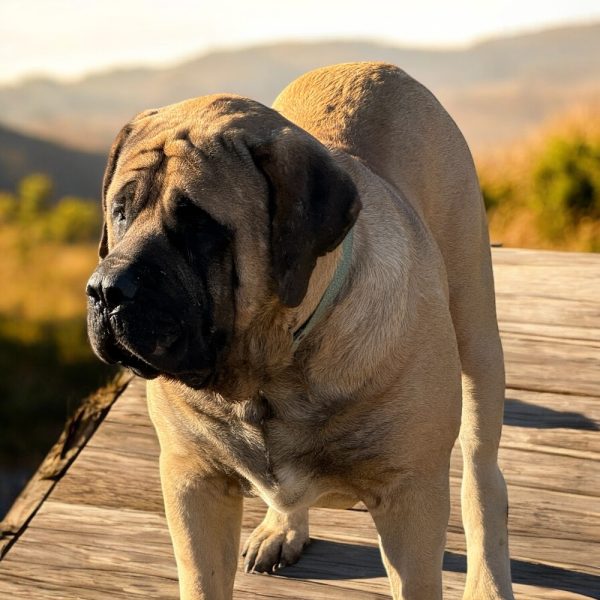 Photoroom_20251219_153116