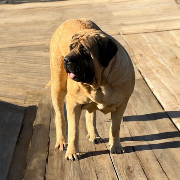 Photoroom_20251219_154014