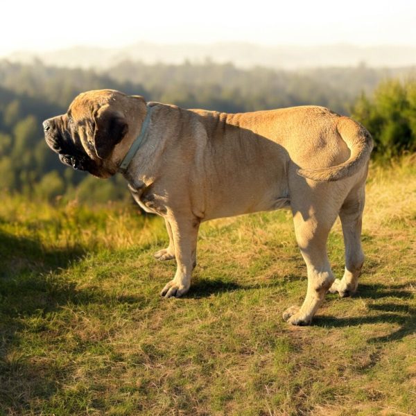 Photoroom_20251219_154220