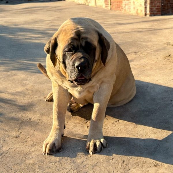 Photoroom_20251219_154607