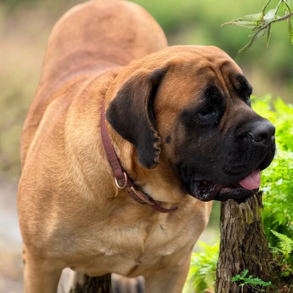 Photoroom_20260105_135306