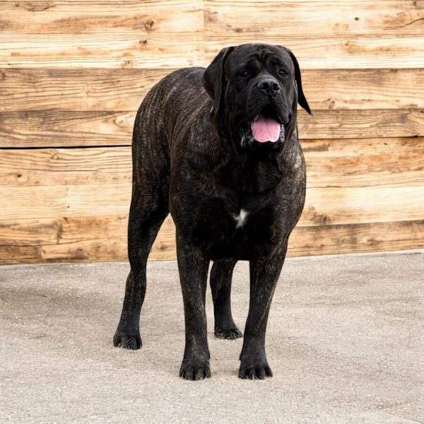 Photoroom_20260105_140242