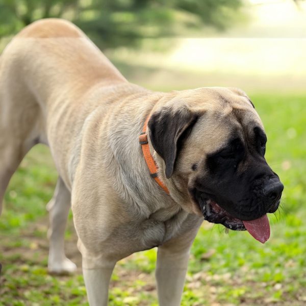 Photoroom_20260105_141027