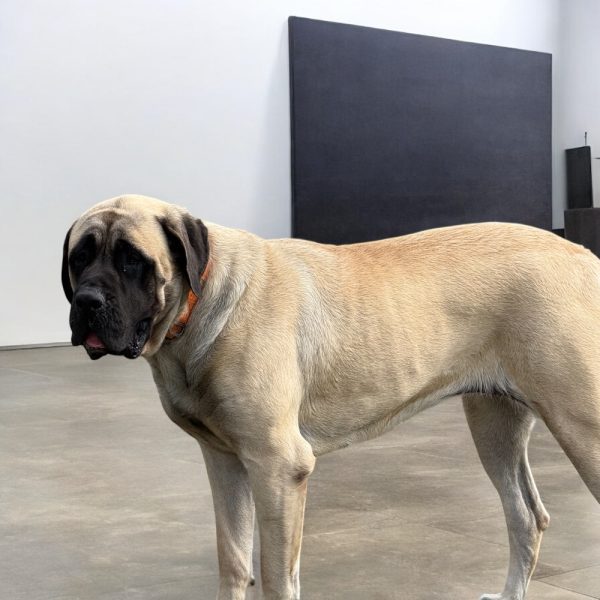 Photoroom_20260105_141128