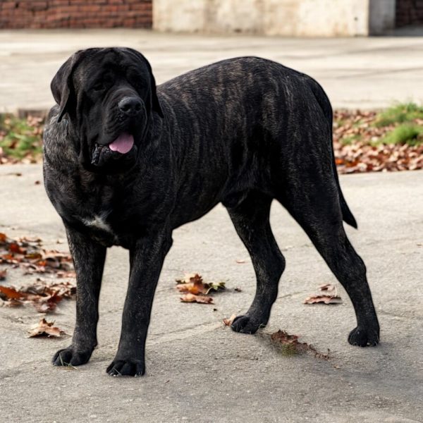 Photoroom_20260105_145526