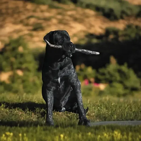 Boogieman: DOB 2/22 - 185lbs