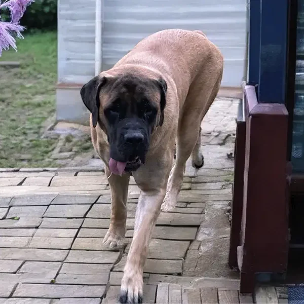 Zena: DOB 9/22 -180 lbs