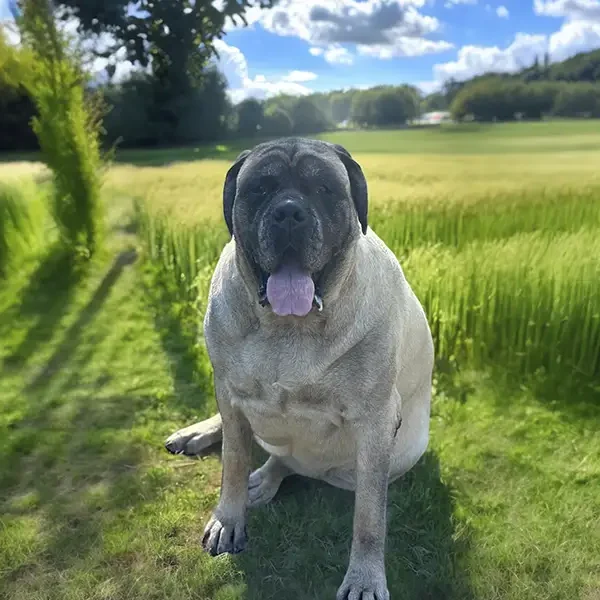 mlj-english-mastiffs_zoey